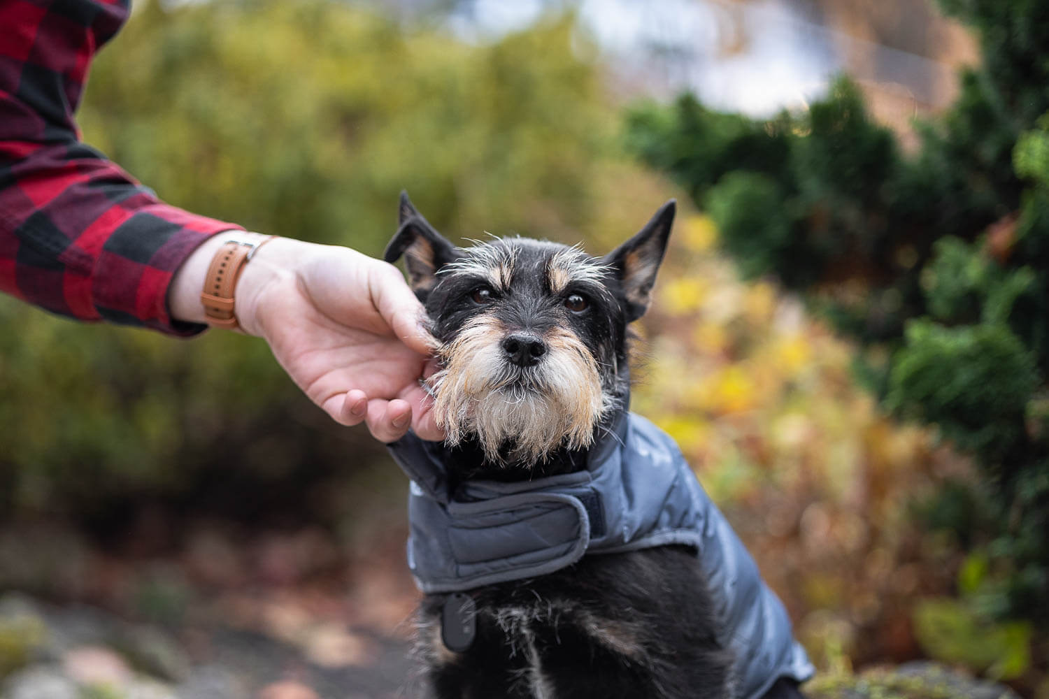 end of life pet photographer oakville end of life dog photography in Oakville, Ontario.