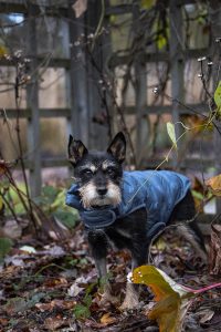 Oakville dog photography session.