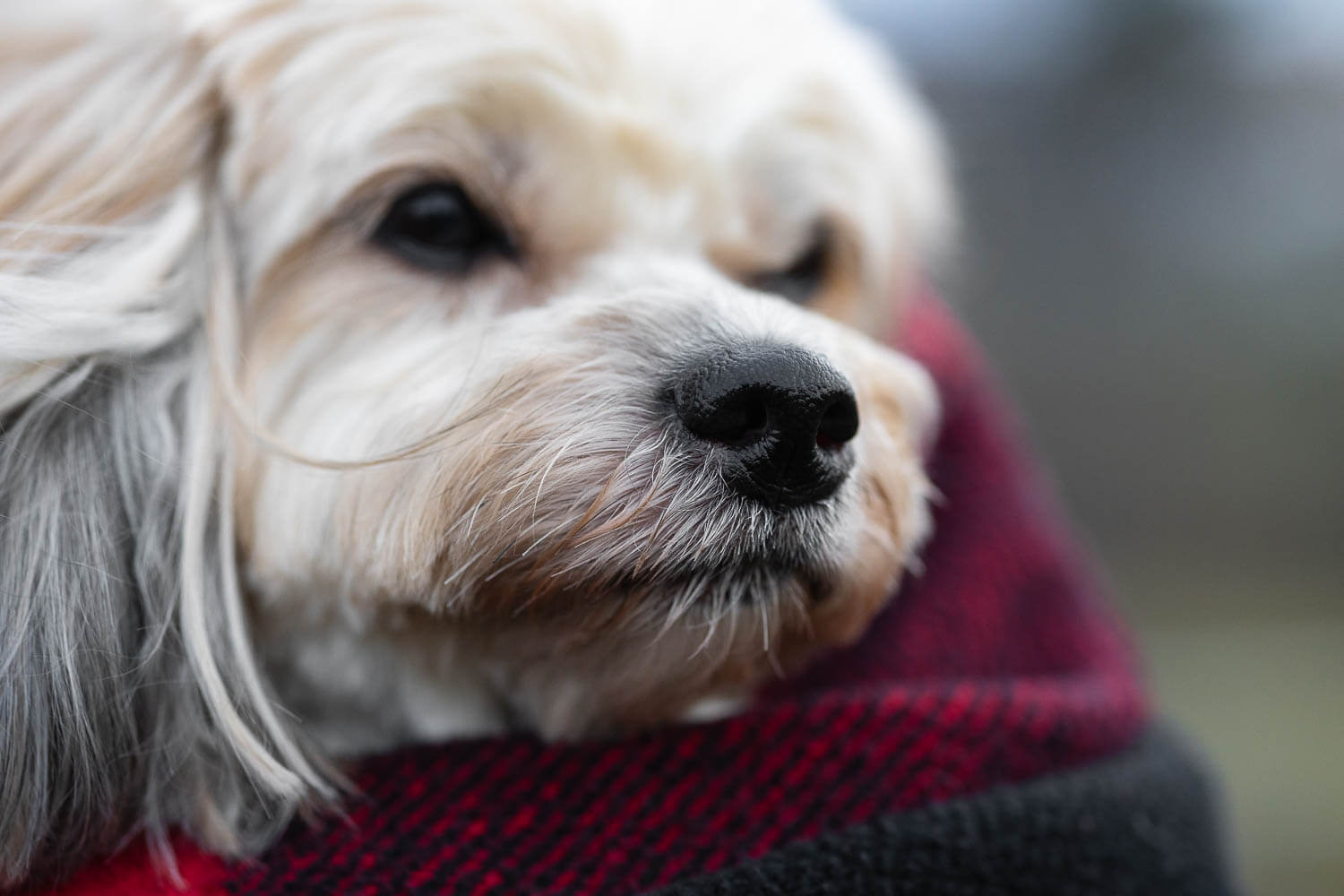end of life pet photography canovas photography nose detail image of a dog photoshoot session in Woodbridge.