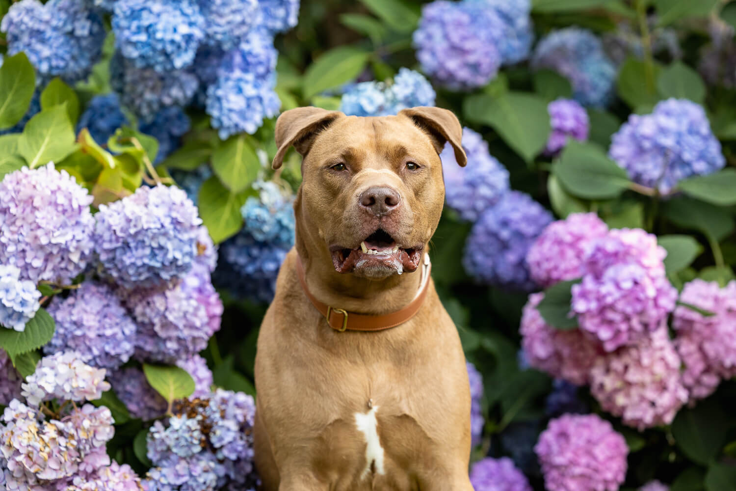 mississauga dog photography American bully at a dog photoshoot in Mississauga, ON.