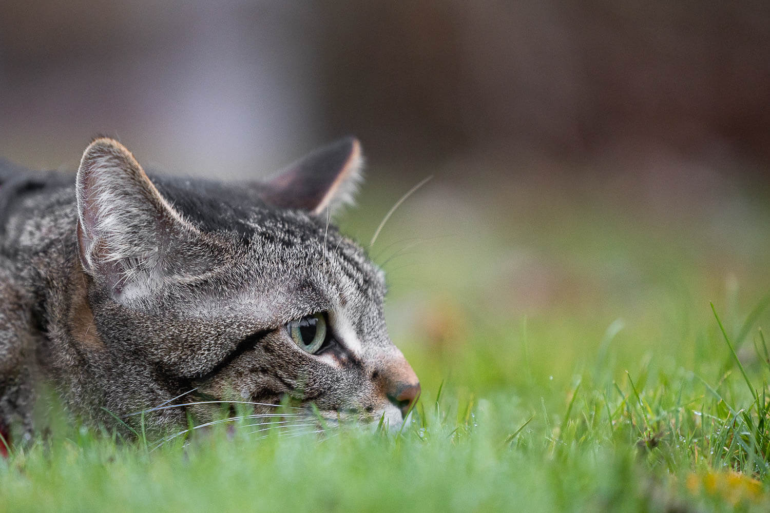 oakville cat photographer detail image of a cat taken at a cat photography session.