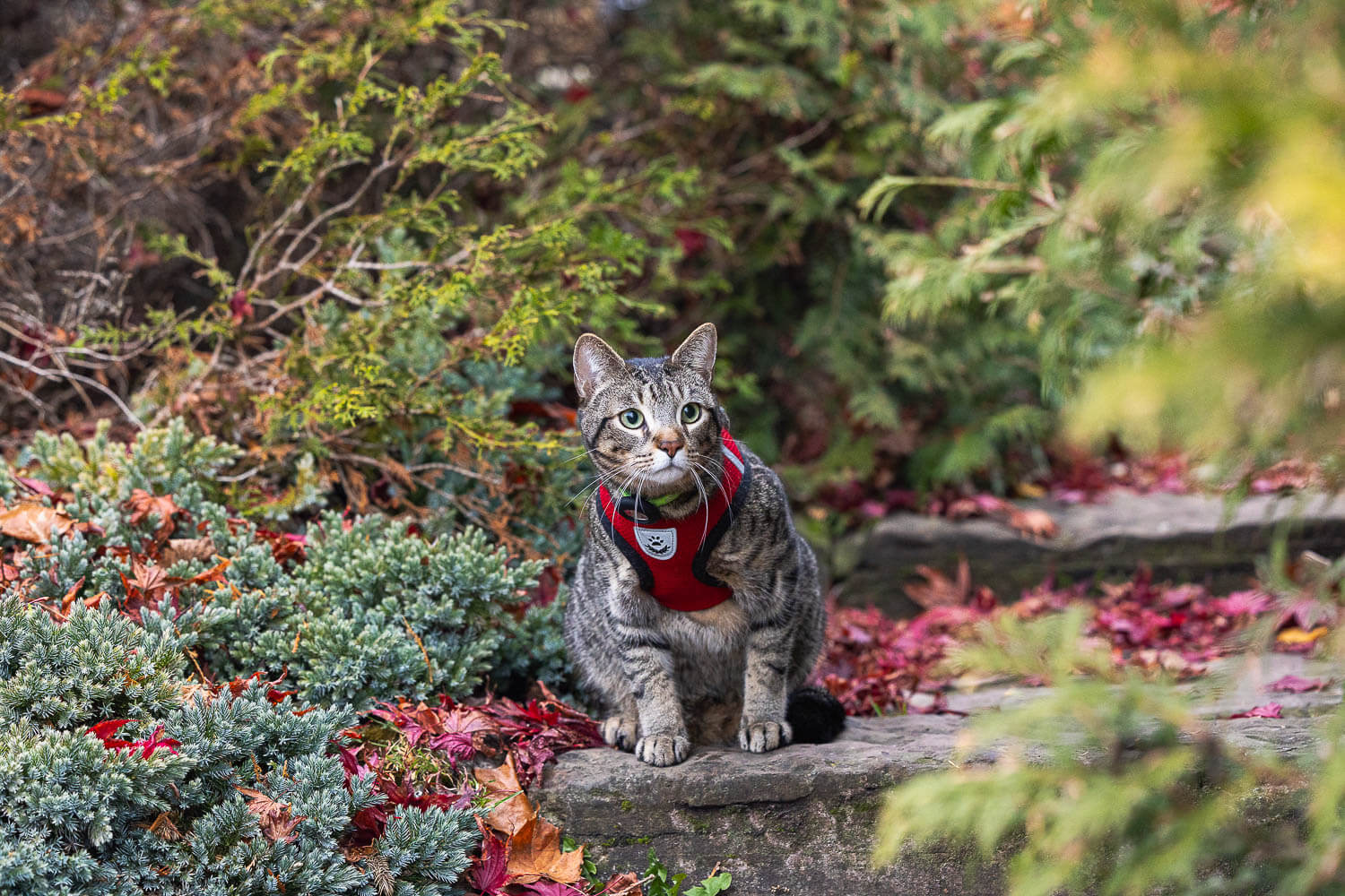 outdoor cat photography at Gairloch Gardens Oakville cat photography session.