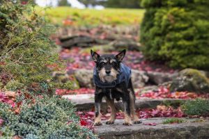 oakville pet photography session at Gairloch Gardens.