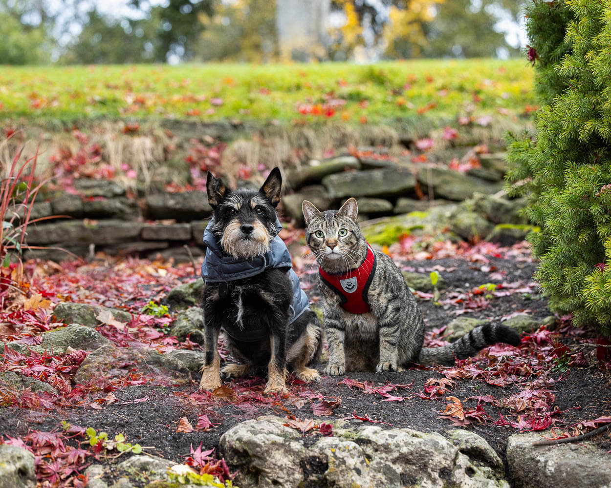pet photography Oakville cat and dog photography at Oakville, Ontario.