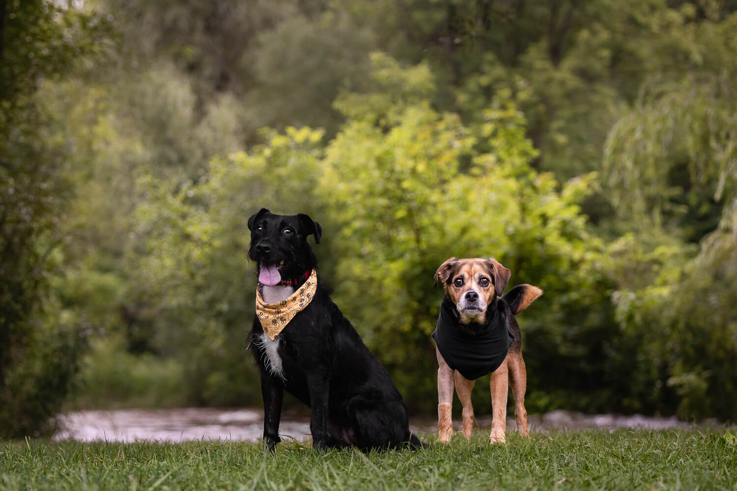 pet photography burlington two dogs images during a pet photoshoot at Lowville Park
