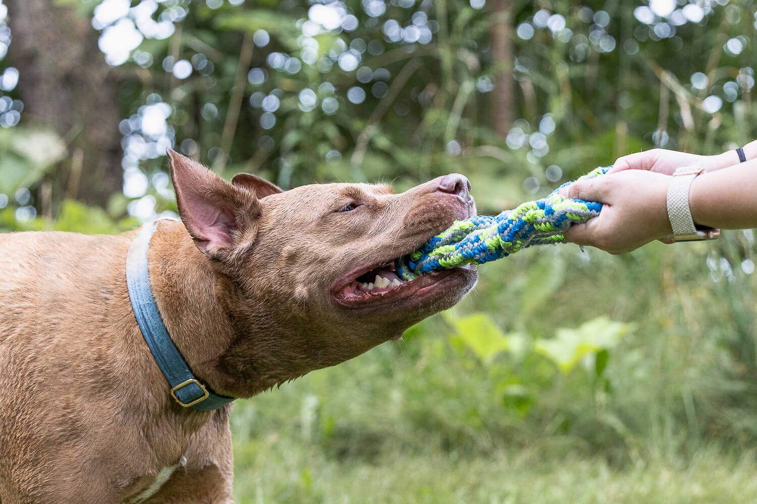pet photos pet photo of an american bully playing in Mississauga.
