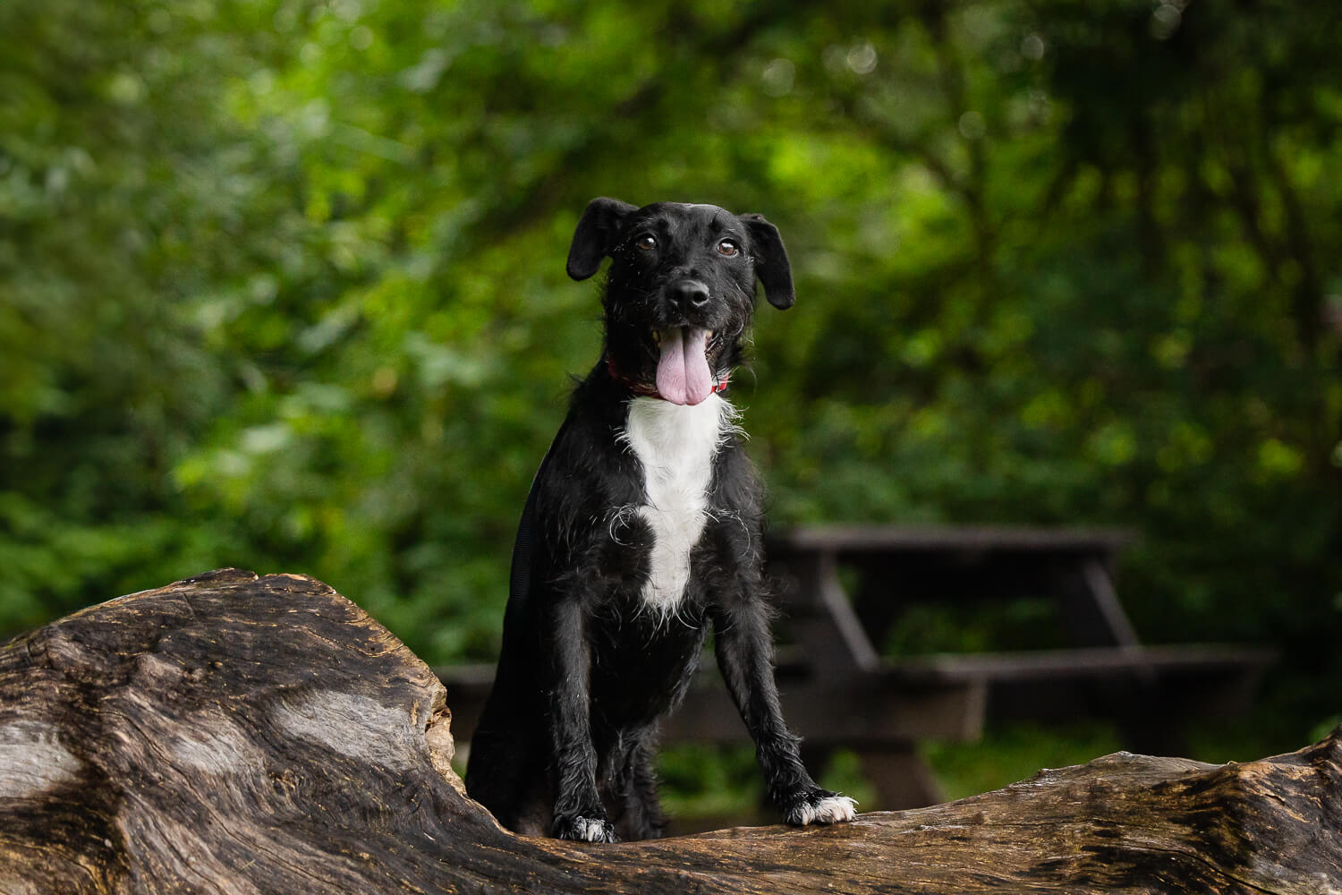 pet photoshoot at Lowville Park dog photoshoot at Lowville Park