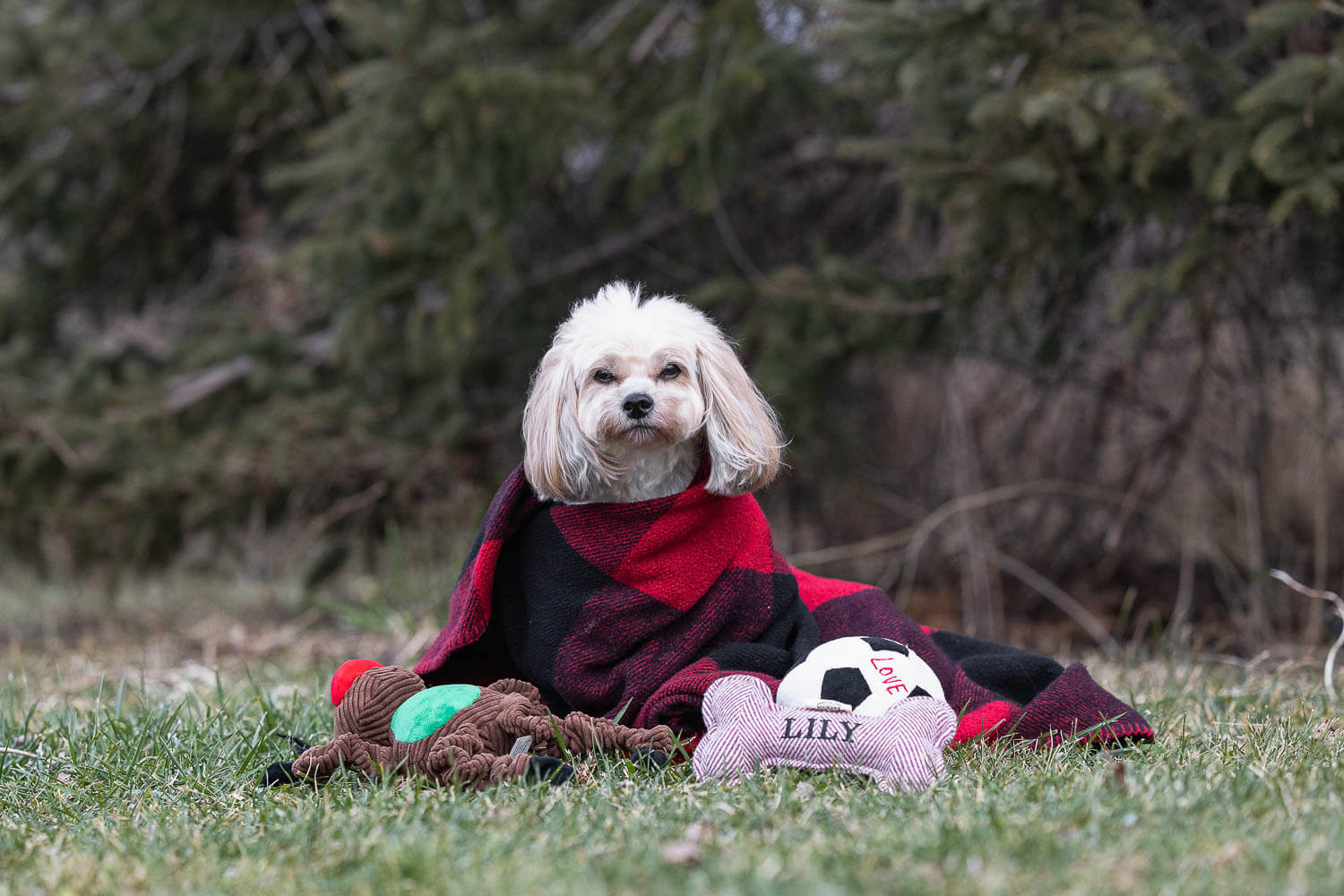 pet portraits end of life pet photography session in Woodbridge.