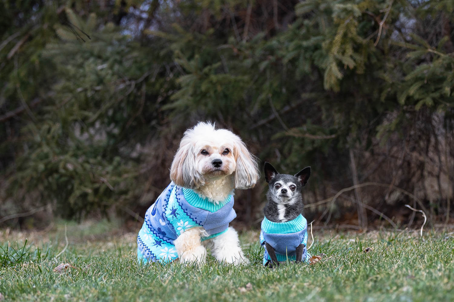 rainbow bridge dog photoshoot two dogs at a end of life pet photography session.