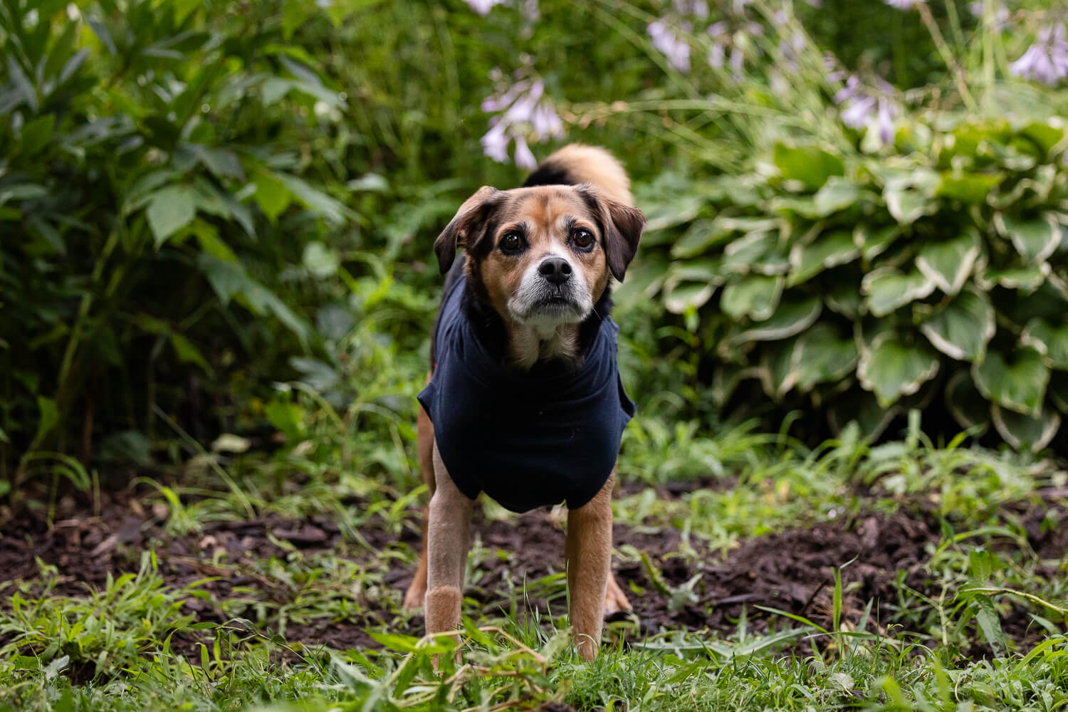 rainbow bridge dog session end of life dog photoshoot