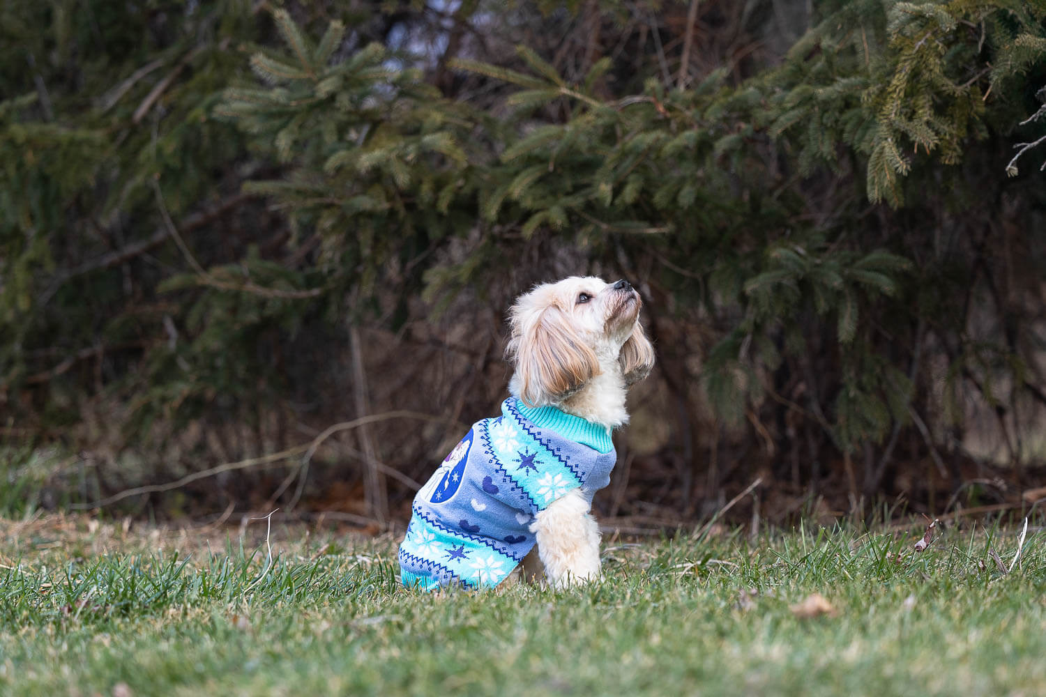 rainbow bridge session dog looking away photo at a rainbow bridge session.