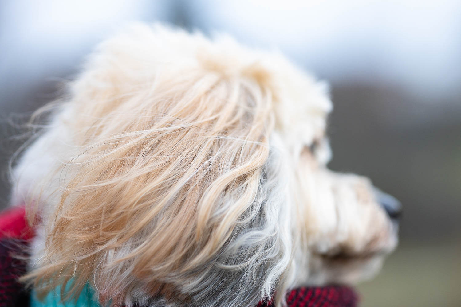woodbridge dog rainbow bridge session ear detail image of a rainbow bridge session.