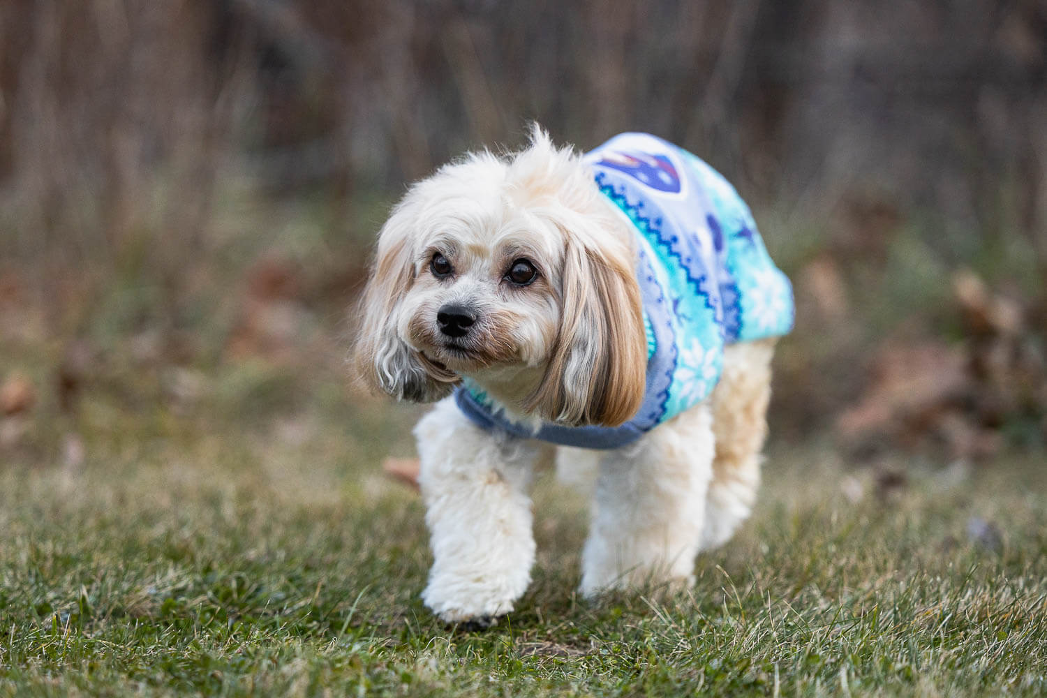 woodbridge end of life pet photographer rainbow bridge session at Woodbridge