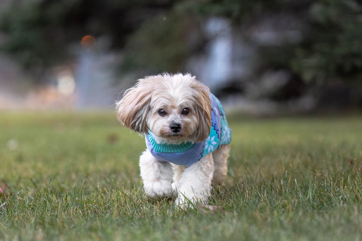 woodbridge pet photographer rainbow bridge session.