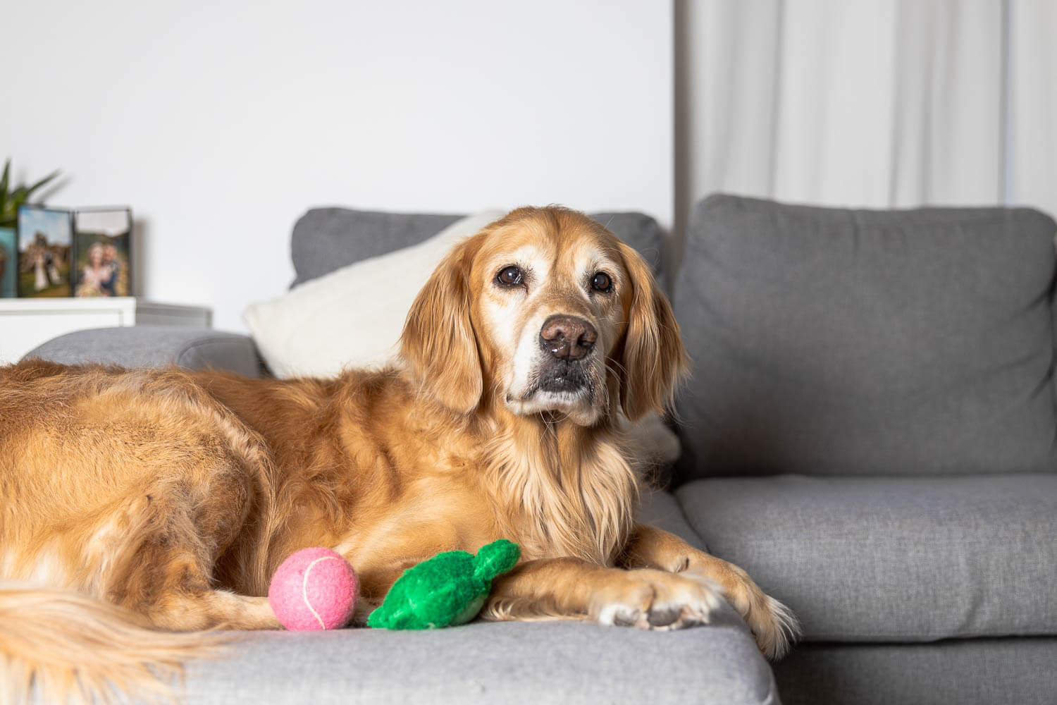 in-home pet photo shoot 