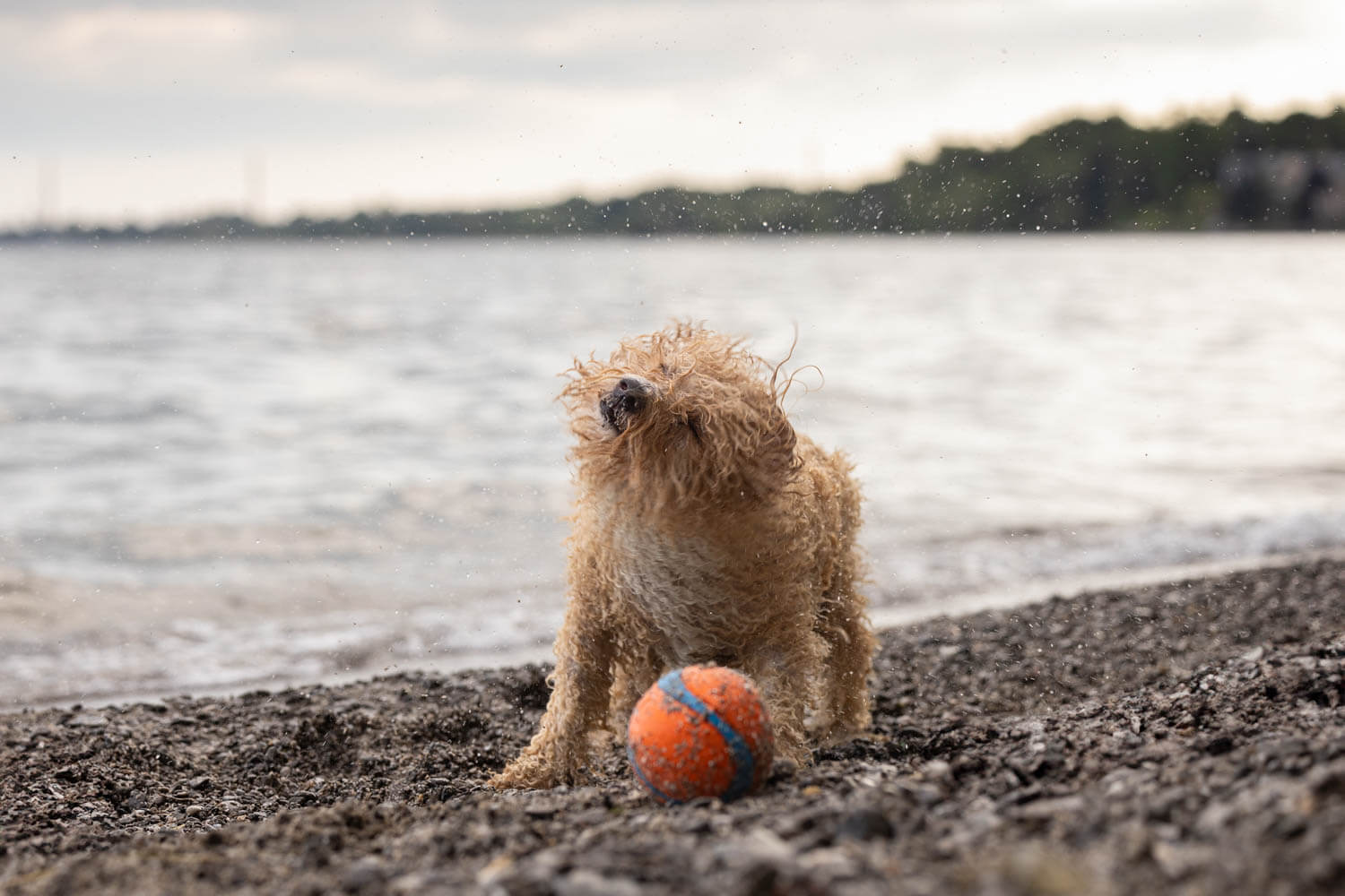 beach dog photography Beach dog photoshoot in Mississauga.