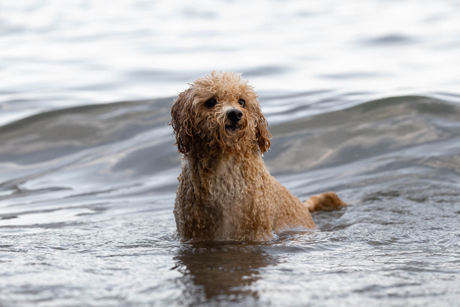 beach dog photoshoot mississauga Dog swimming during a pet photoshoot in Mississauga.
