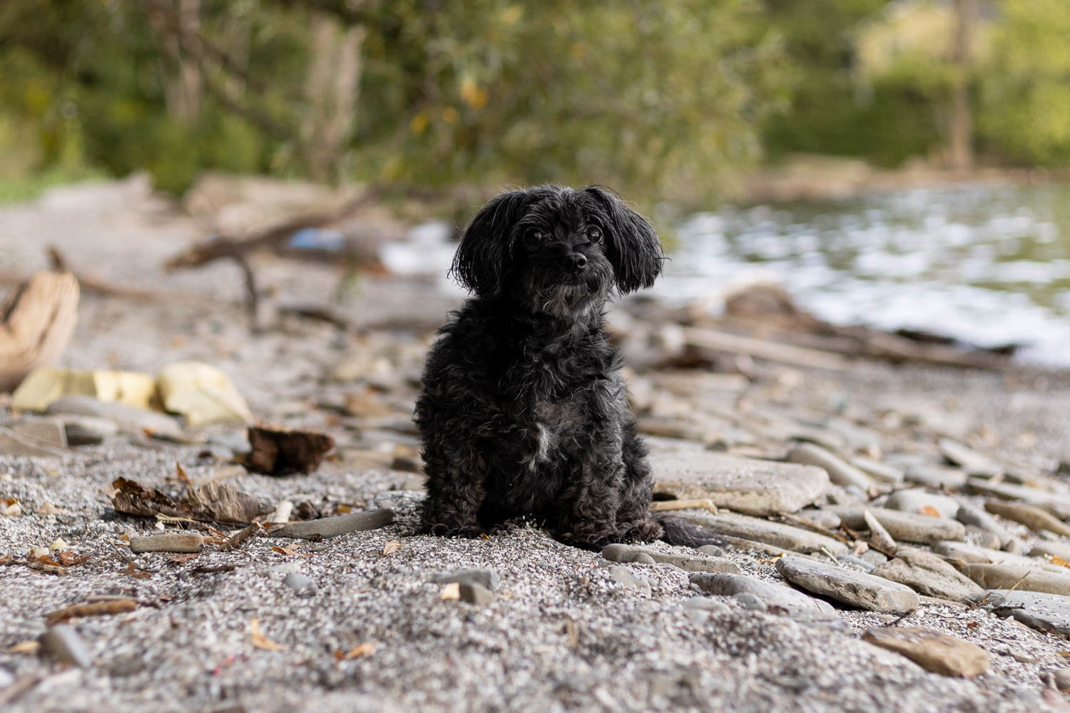 beach dog portrait beach dog photoshoot in Mississauga.