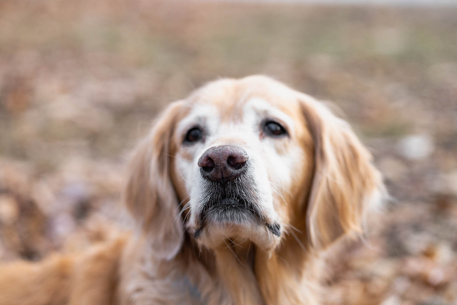 rainbow bridge photo session.