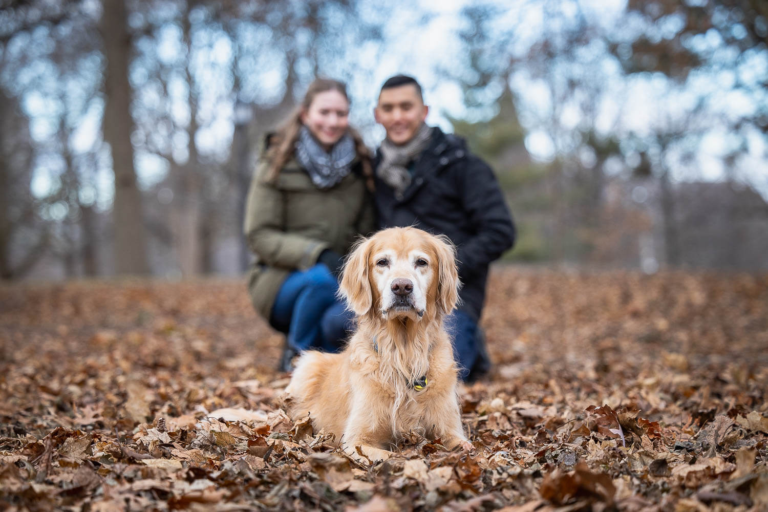 end of life pet photoshoot in Toronto