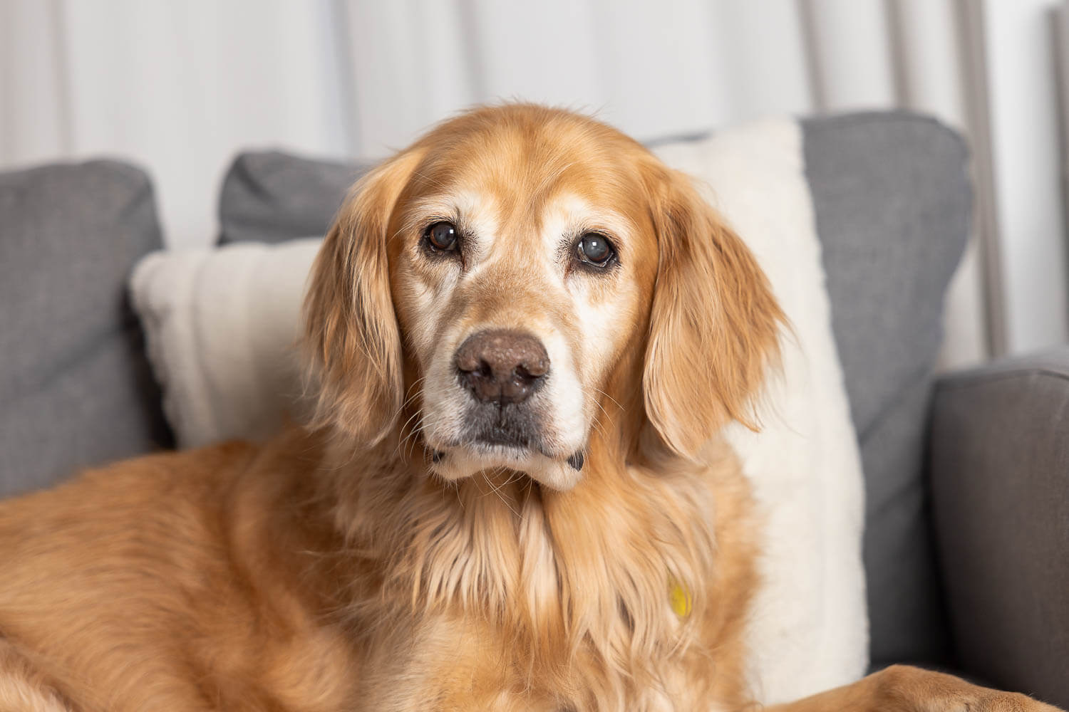 in-home session with a senior dog