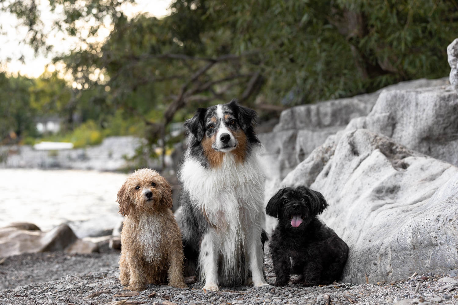 pet photography in mississauga Mississauga pet photoshoot at a beach.