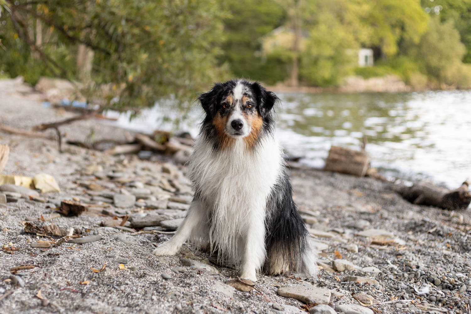 pet portrait mississauga Pet portrait taken in Mississauga.