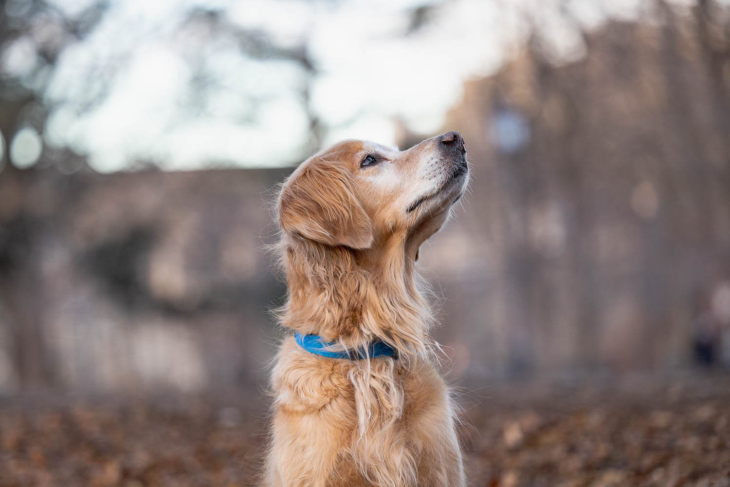 pet portrait session in Toronto