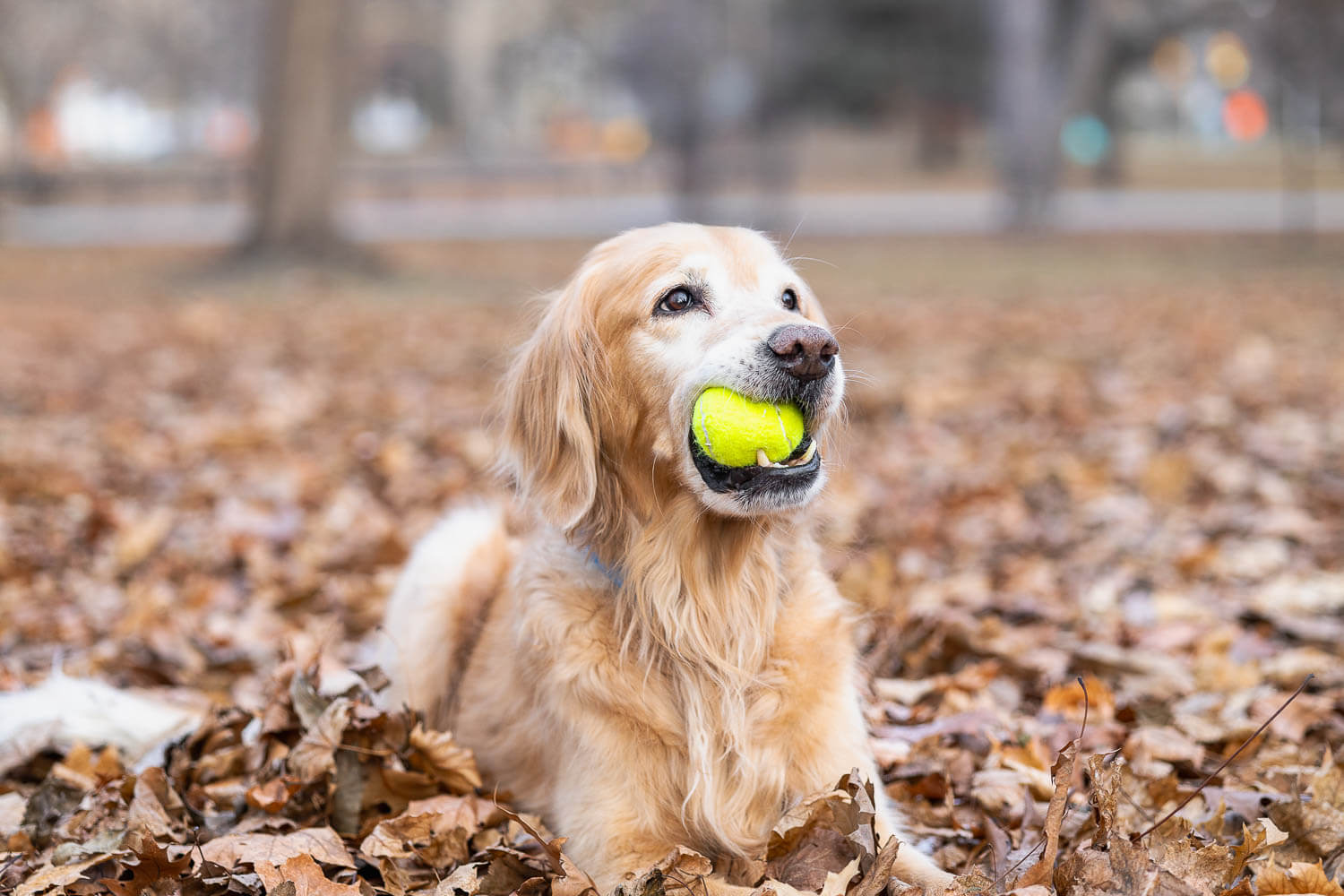 pet photo shoot in Toronto.