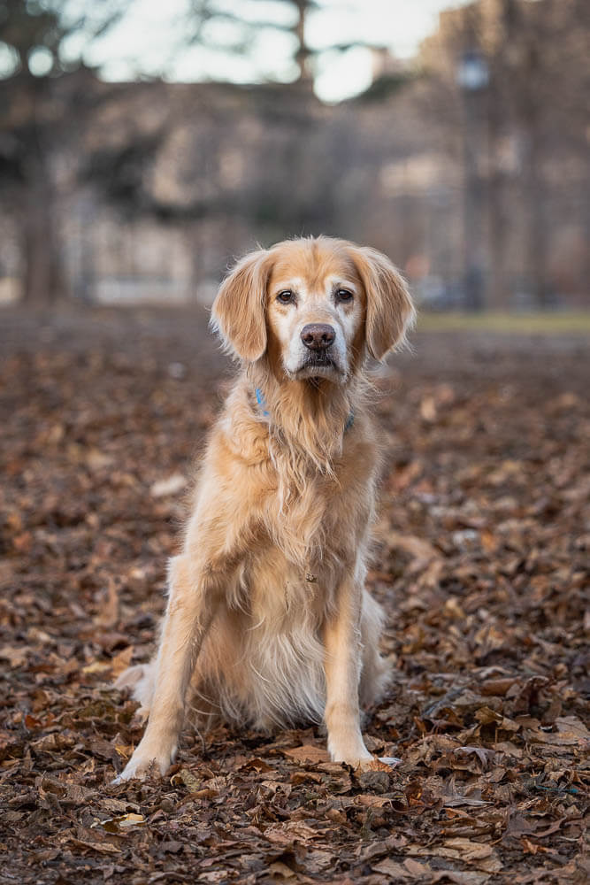 senior  dog pet photoshoot