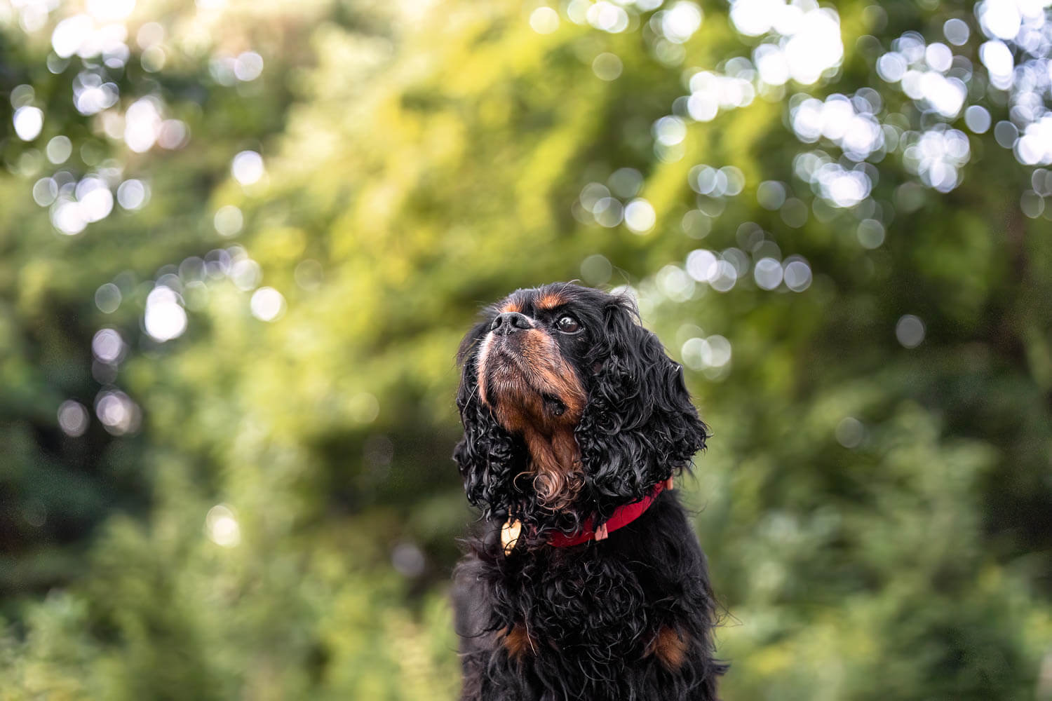Oakville pet photographer black dog photo session at Gairloch Gardens