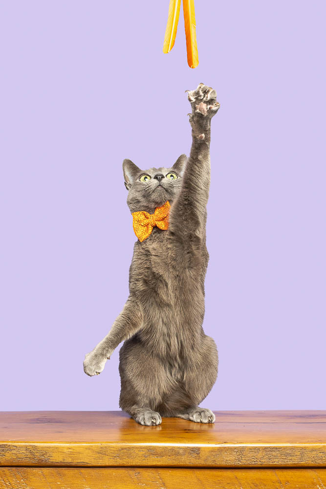 in home cat session cat photographer from Hamilton ON.