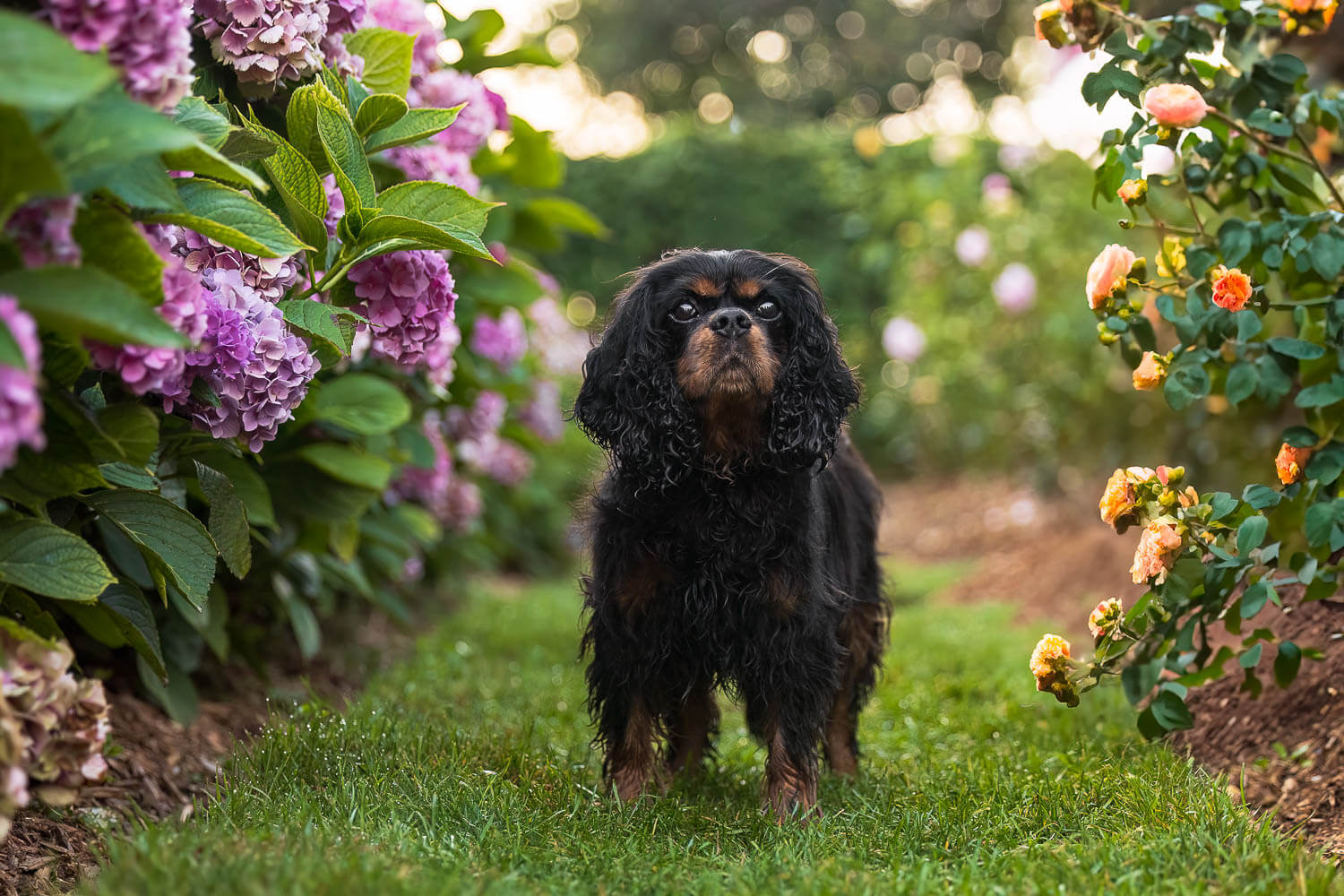 oakville end of life pet photography black dog with flowers at a photoshoot.