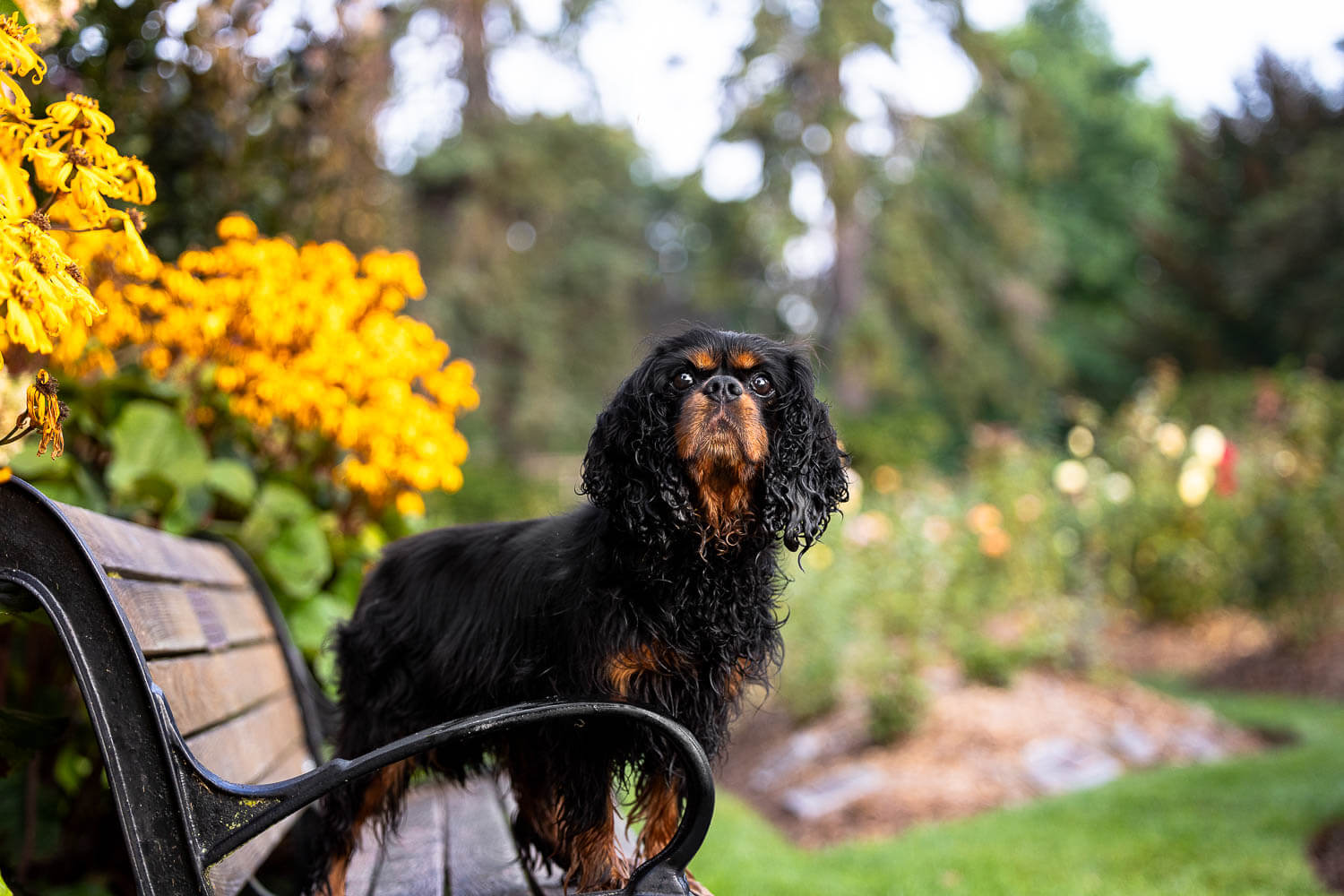 rainbow bridge session rainbow bridge session in Oakville On.