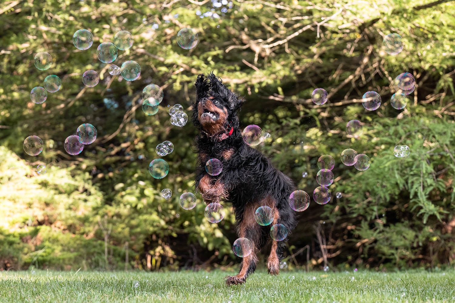 senior dog photoshoot session at Gairloch Gardens dog action image at Gairloch Gardens.