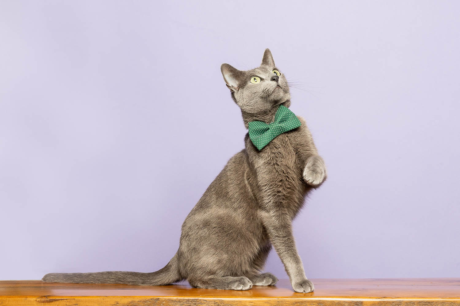 gta cat photographer cat photographer from GTA area