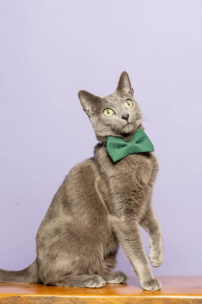 gta cat portrait GTA cat photographer