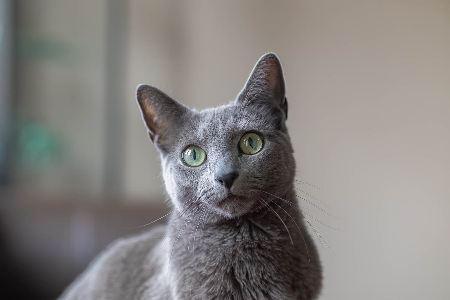 hamilton cat photographer cat photographer from Hamilton ON.