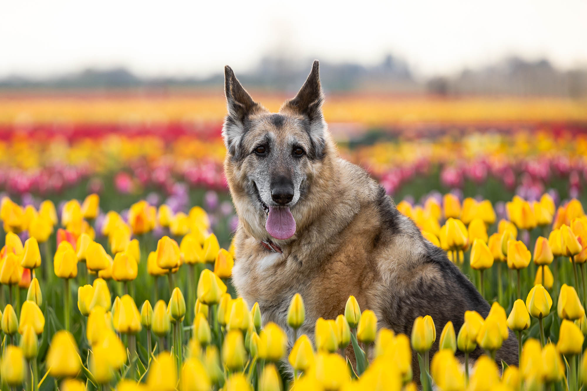 niagara pet photographer Niagara Pet photographer