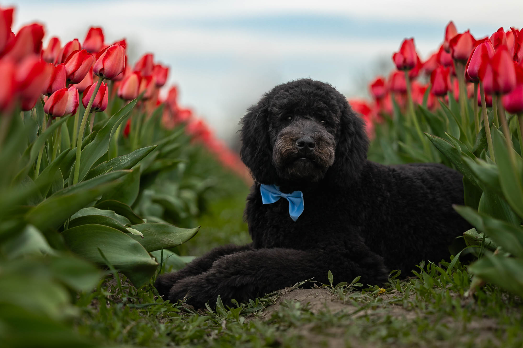 pet photography at Tasc tulip farm pet photoshoot at Tasc