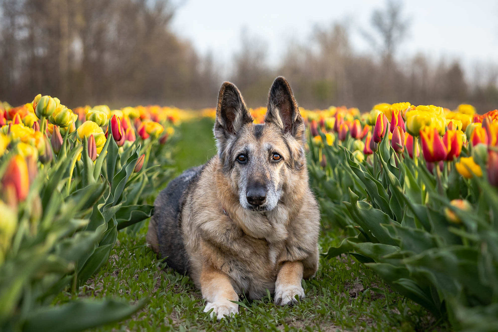 niagara dog and family photographer end of life pet photography at TASC