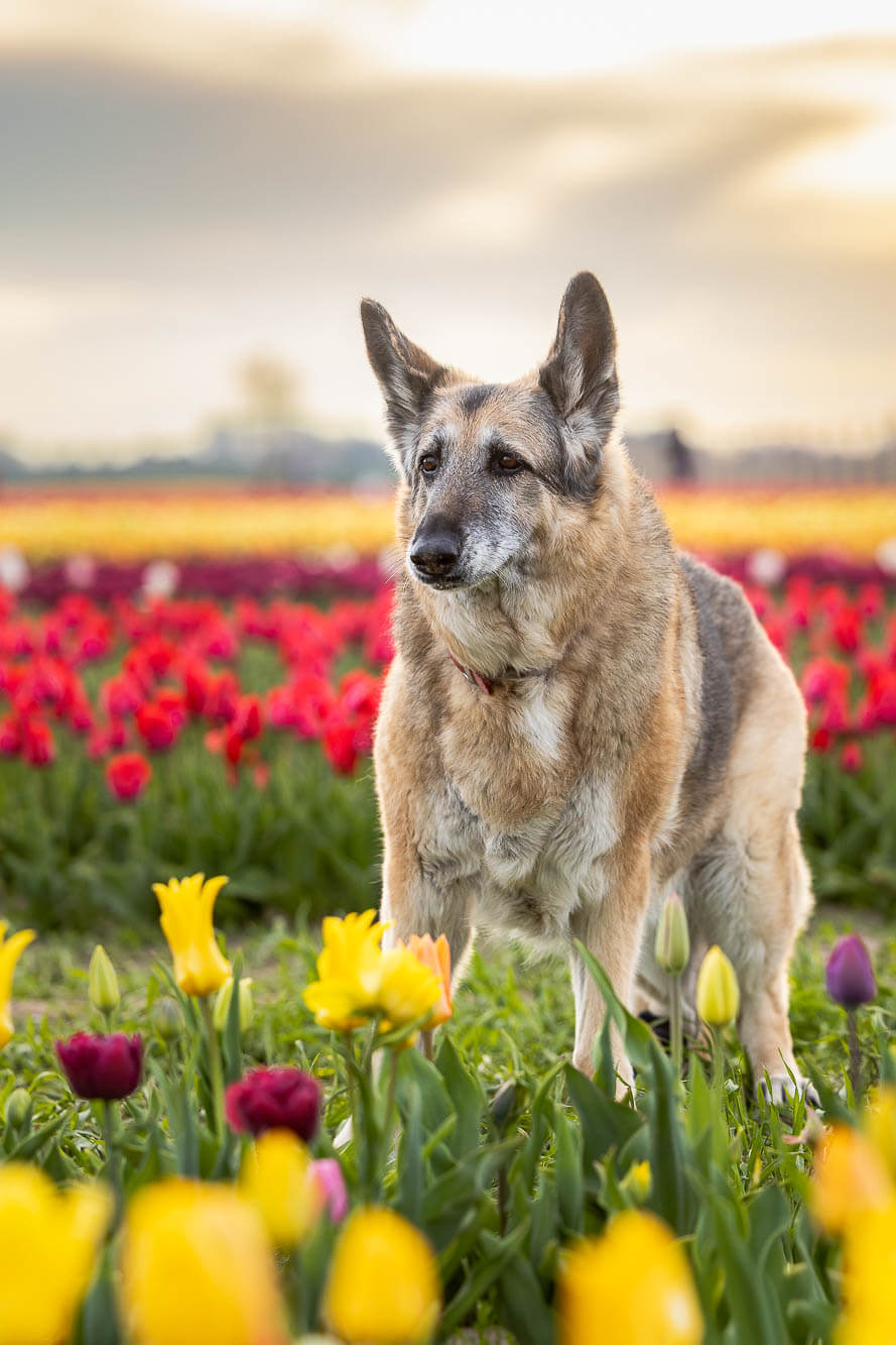niagara dog photographer niagara pet photographer