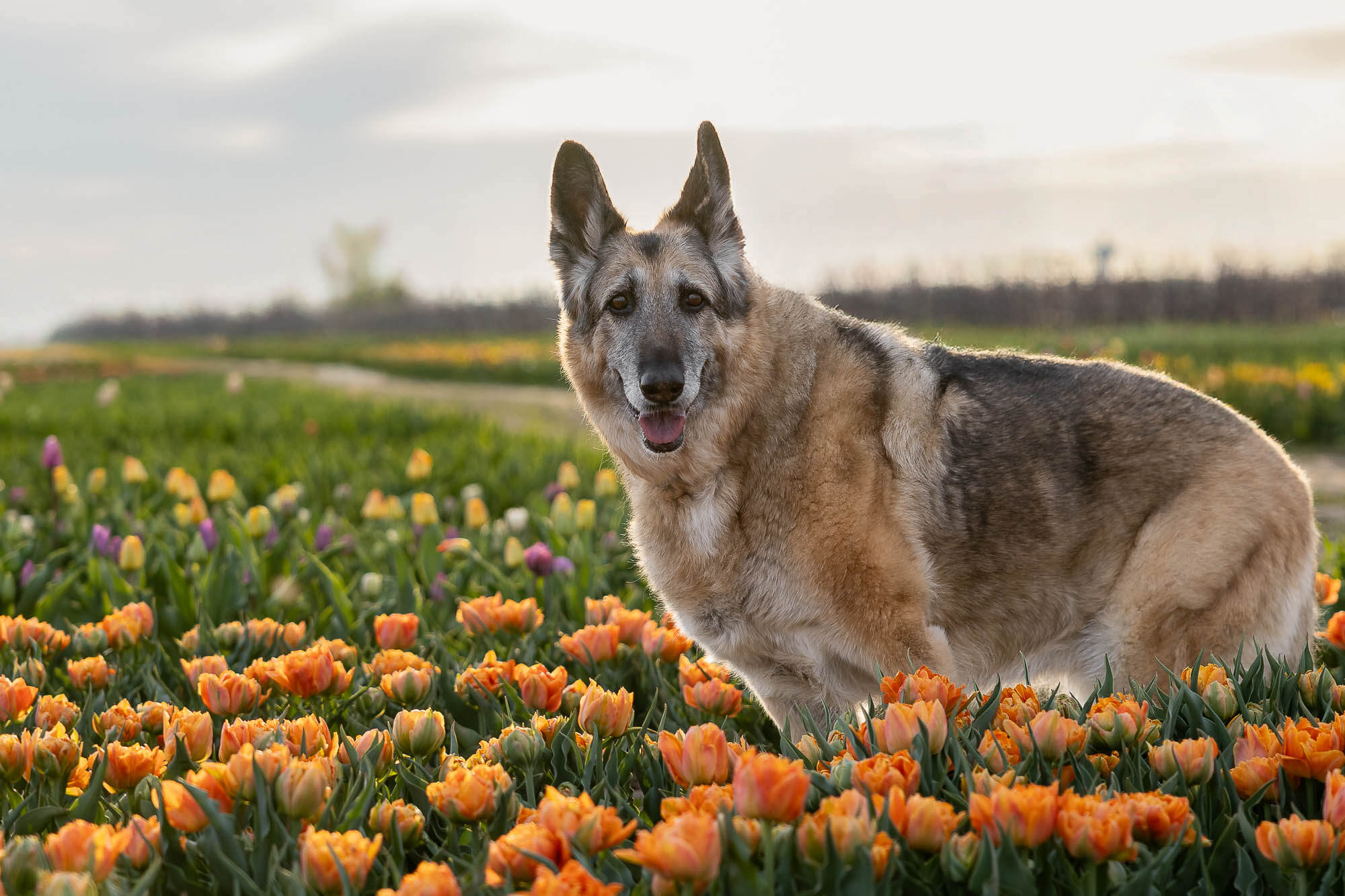 niagara on the lake dog and family photographer senior dog photoshoot taken at TASC