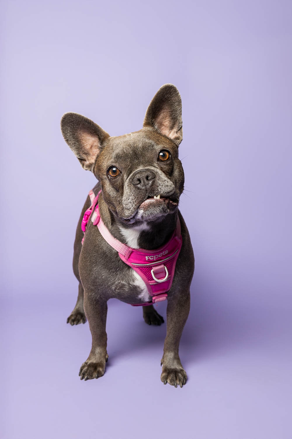 Niagara on the lake dog and family photographer pet photography at Pet Country Market in Beamsville
