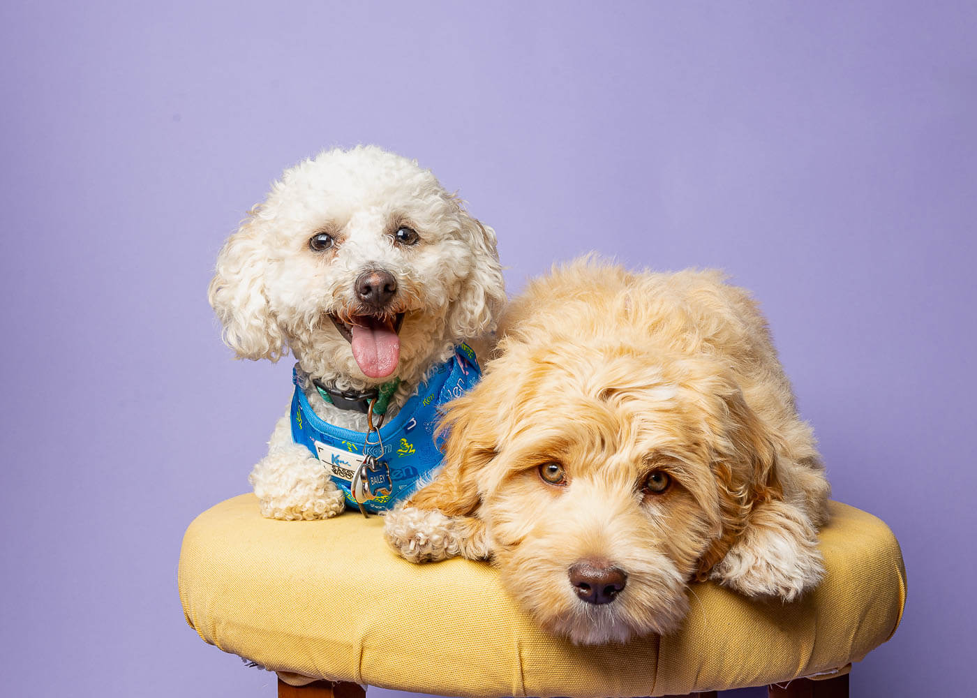 Niagara on the lake dog photographer mini session at Pet country market in beamsville