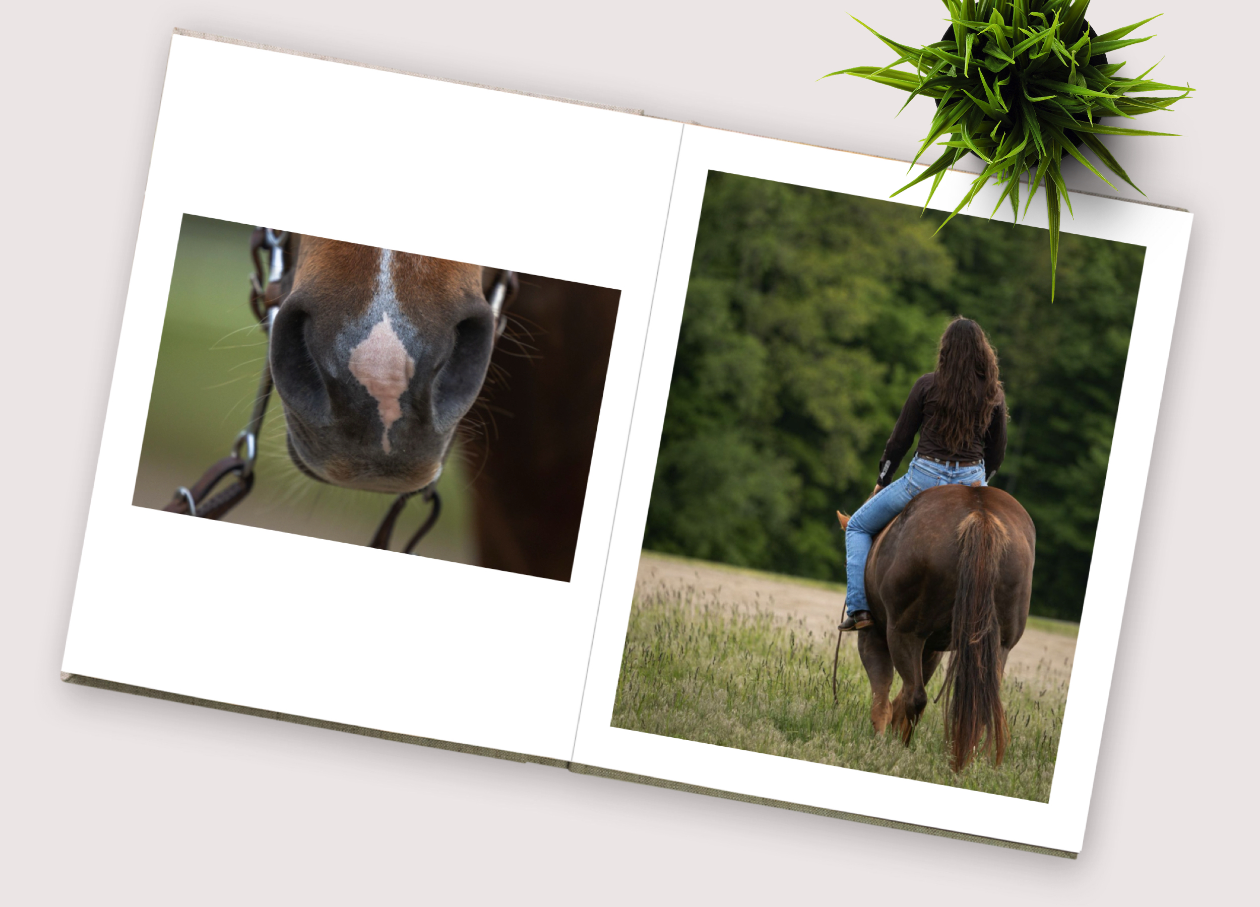 TopDownGraphic photo album from an equine photoshoot