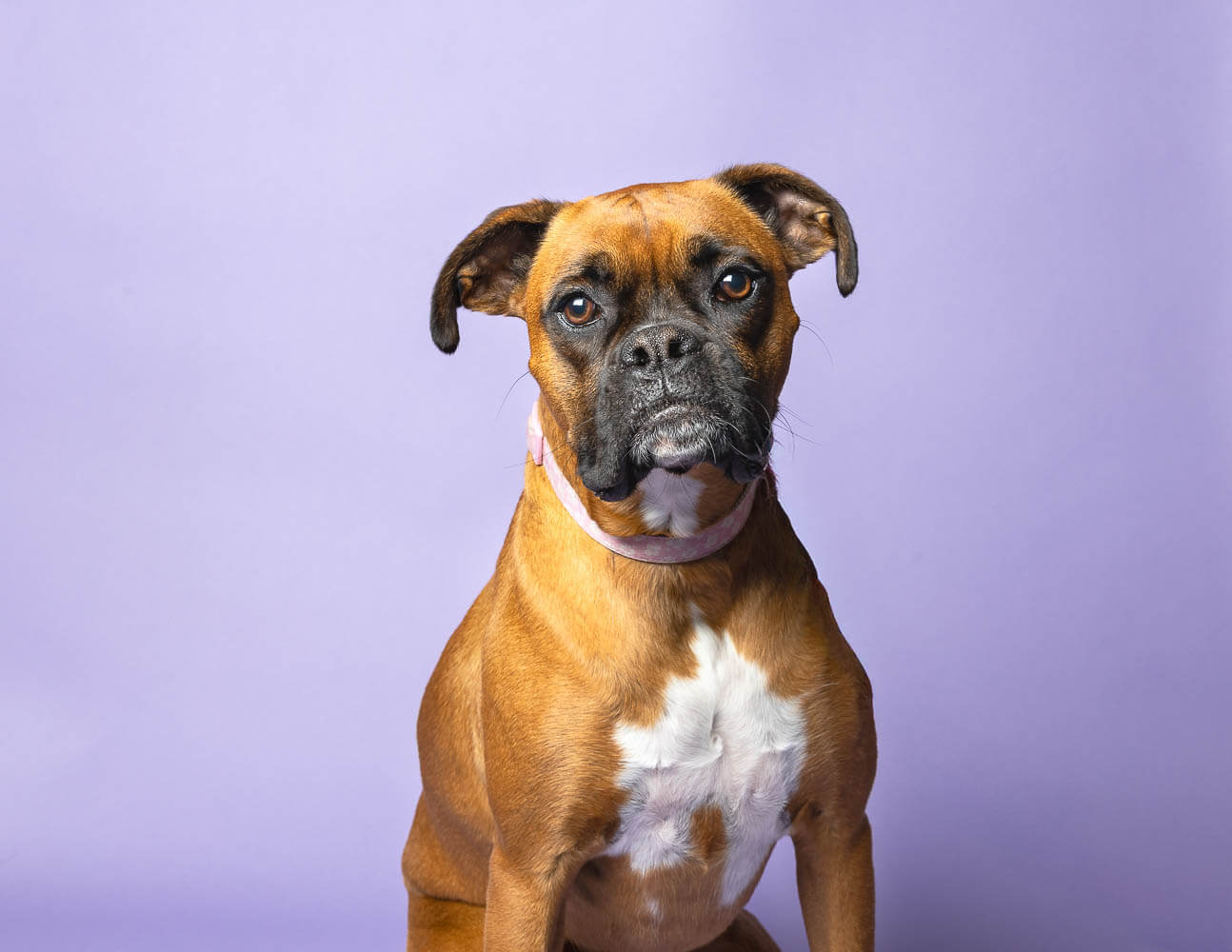 beamsville pet and family photographer niagara pet photographer mini session at Pet Country Market