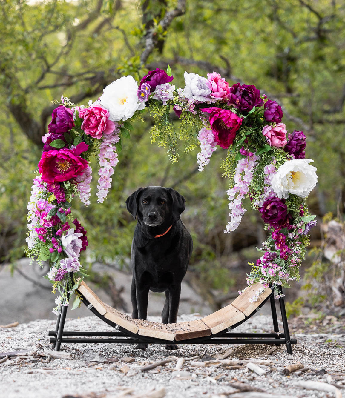 dog photoshoot near me in Mississauga