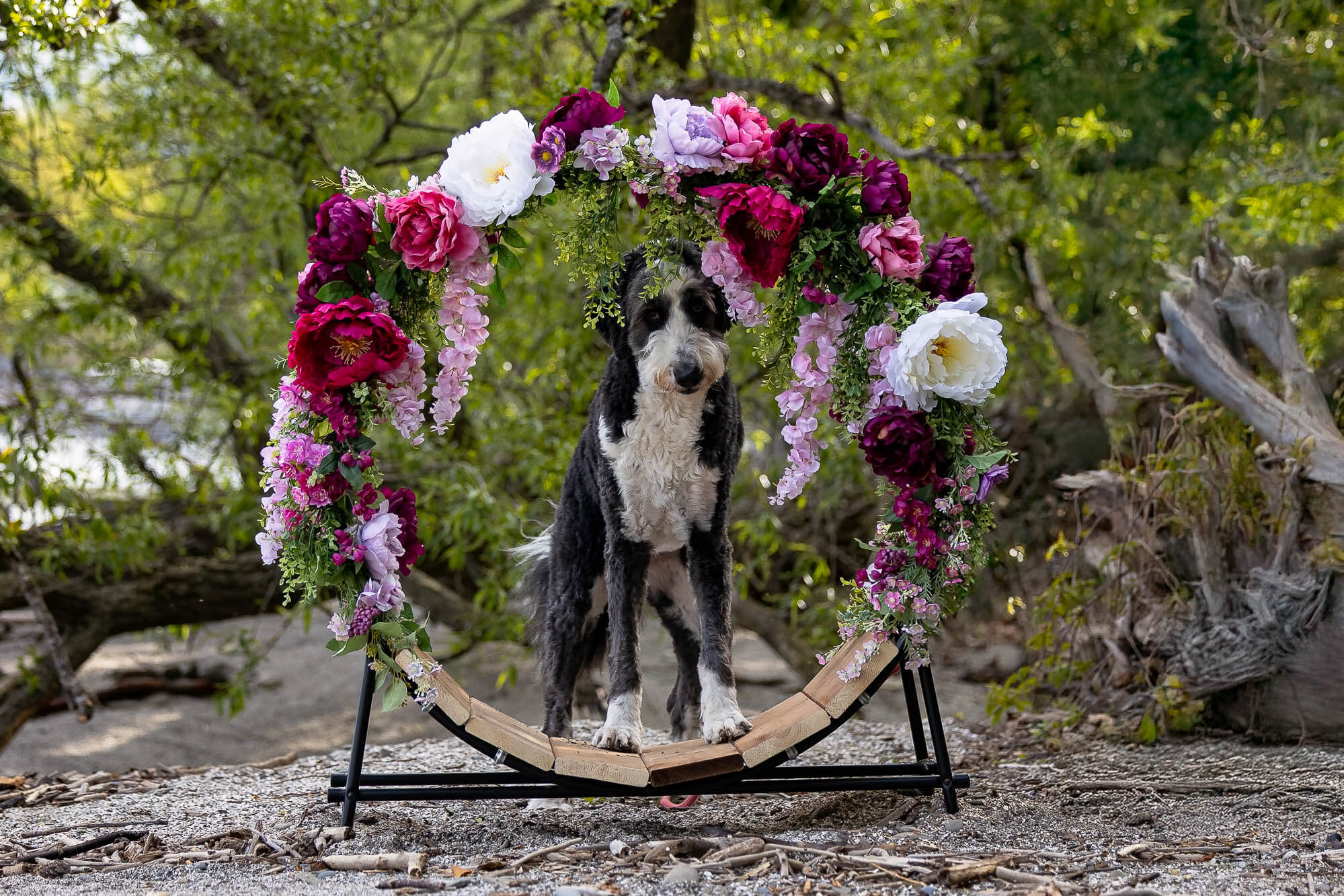 mississauga pet photographer 