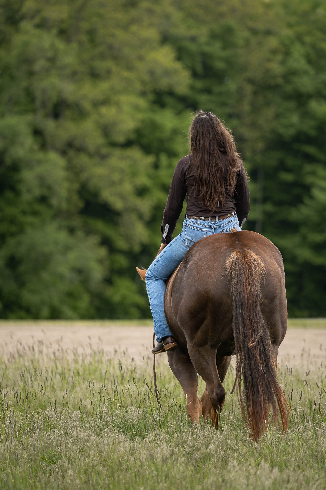 cambridge equine photography ontario horse photographer